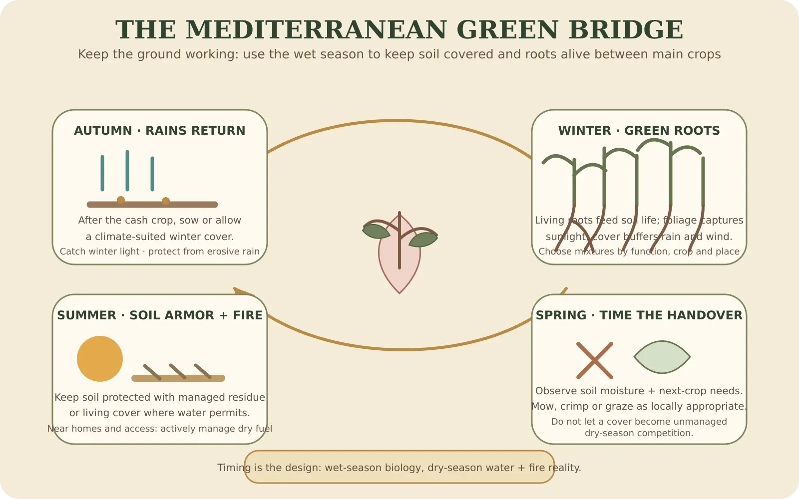 Illustrated board contrasting a Mediterranean year of bare summer ground with one where cover crops and living roots bridge the shoulder seasons