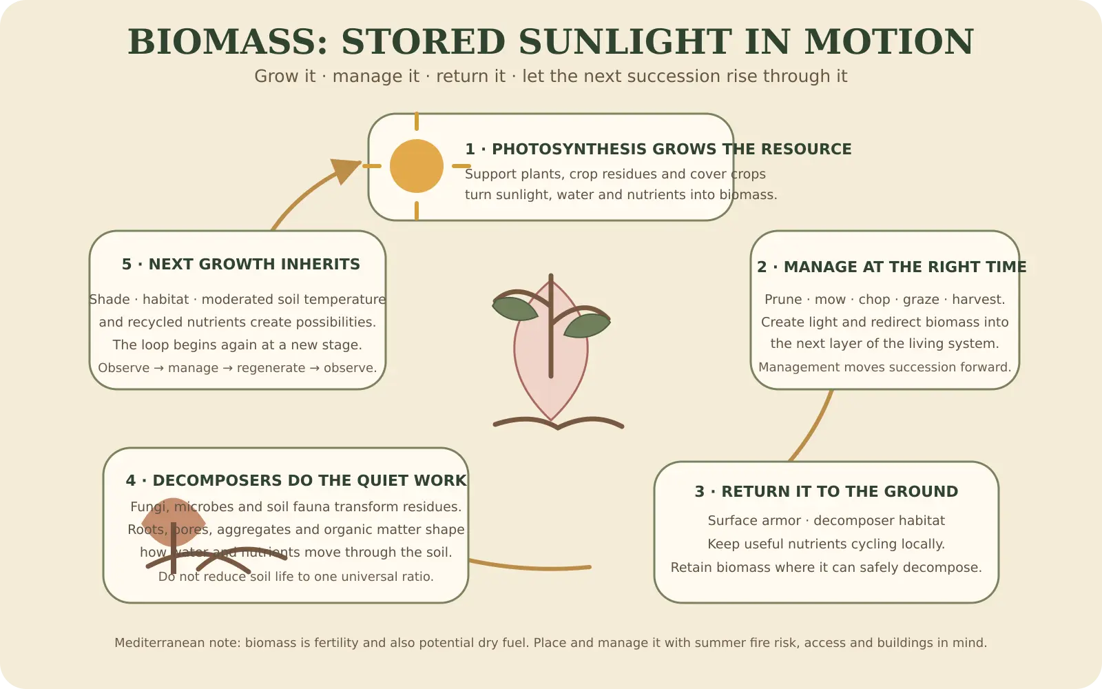 Illustrated board of the biomass loop: growth is pruned and chopped, the material is dropped as mulch, soil biology breaks it down, and the released fertility drives the next flush of growth