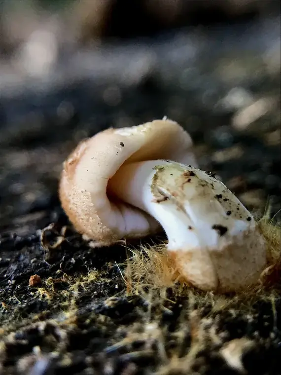 A close-up mushroom growing from decaying wood on the forest floor