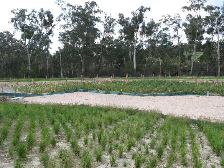A restored wetland landscape with still water and reeds