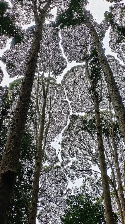 Looking straight up through a rainforest canopy at the sky