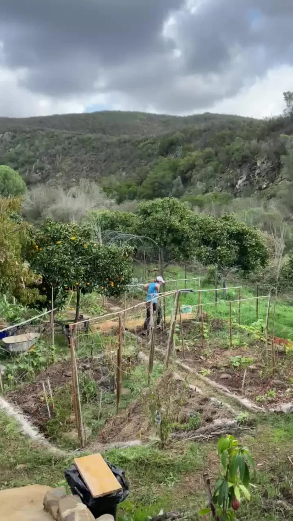 A productive terraced garden with fruit trees, growing beds and simple handmade supports beneath a wooded hillside