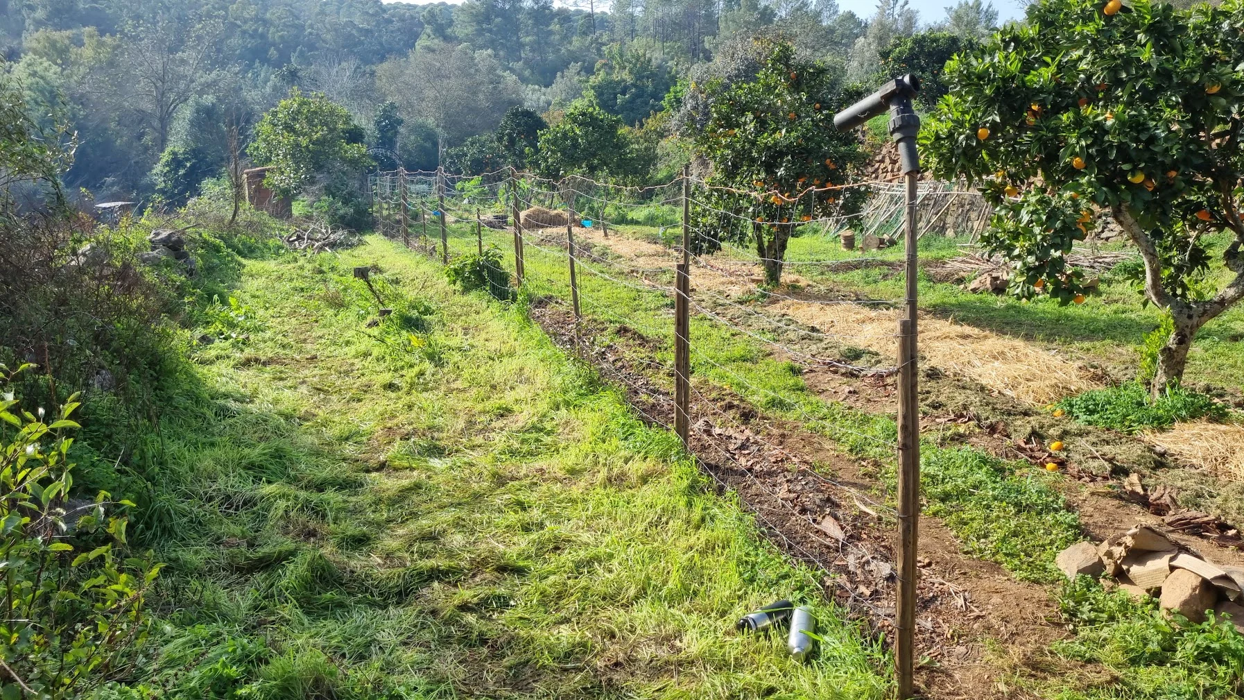 The existing citrus orchard at an early documented project stage, with open ground between established trees