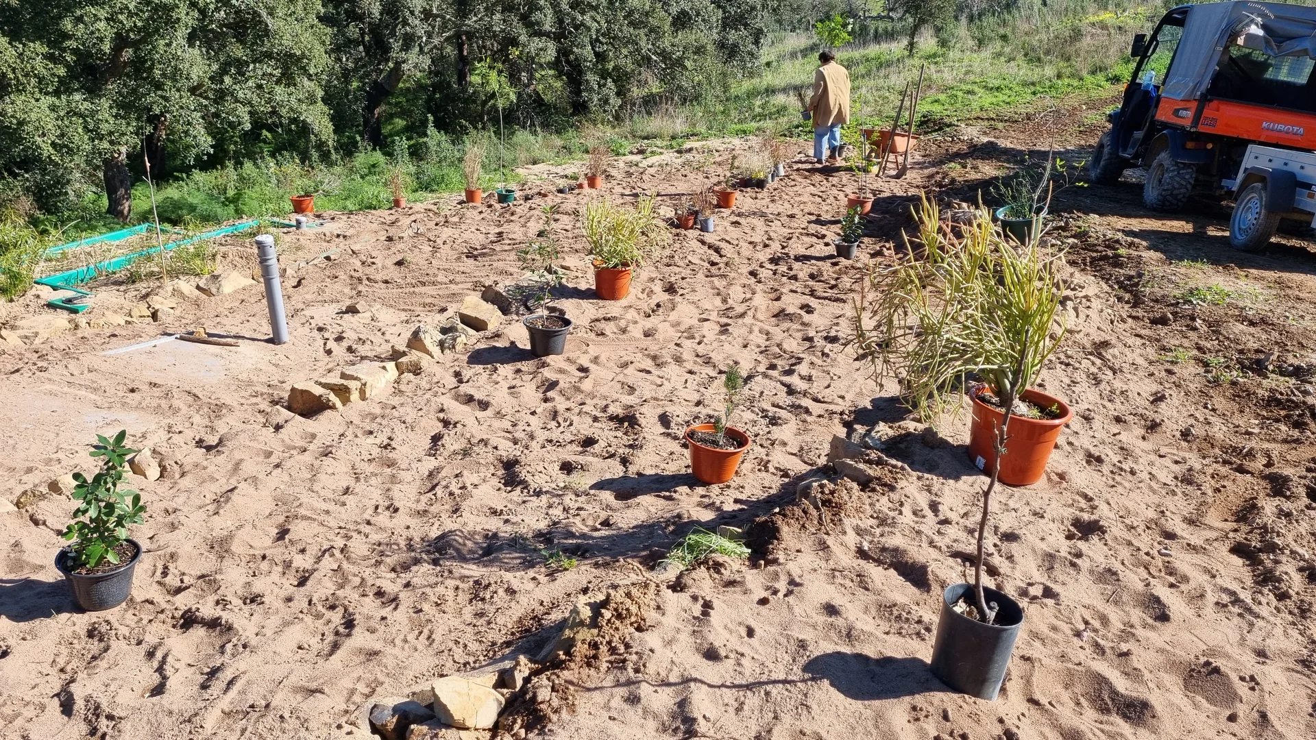 Young trees in pots laid out on the shaped terrace