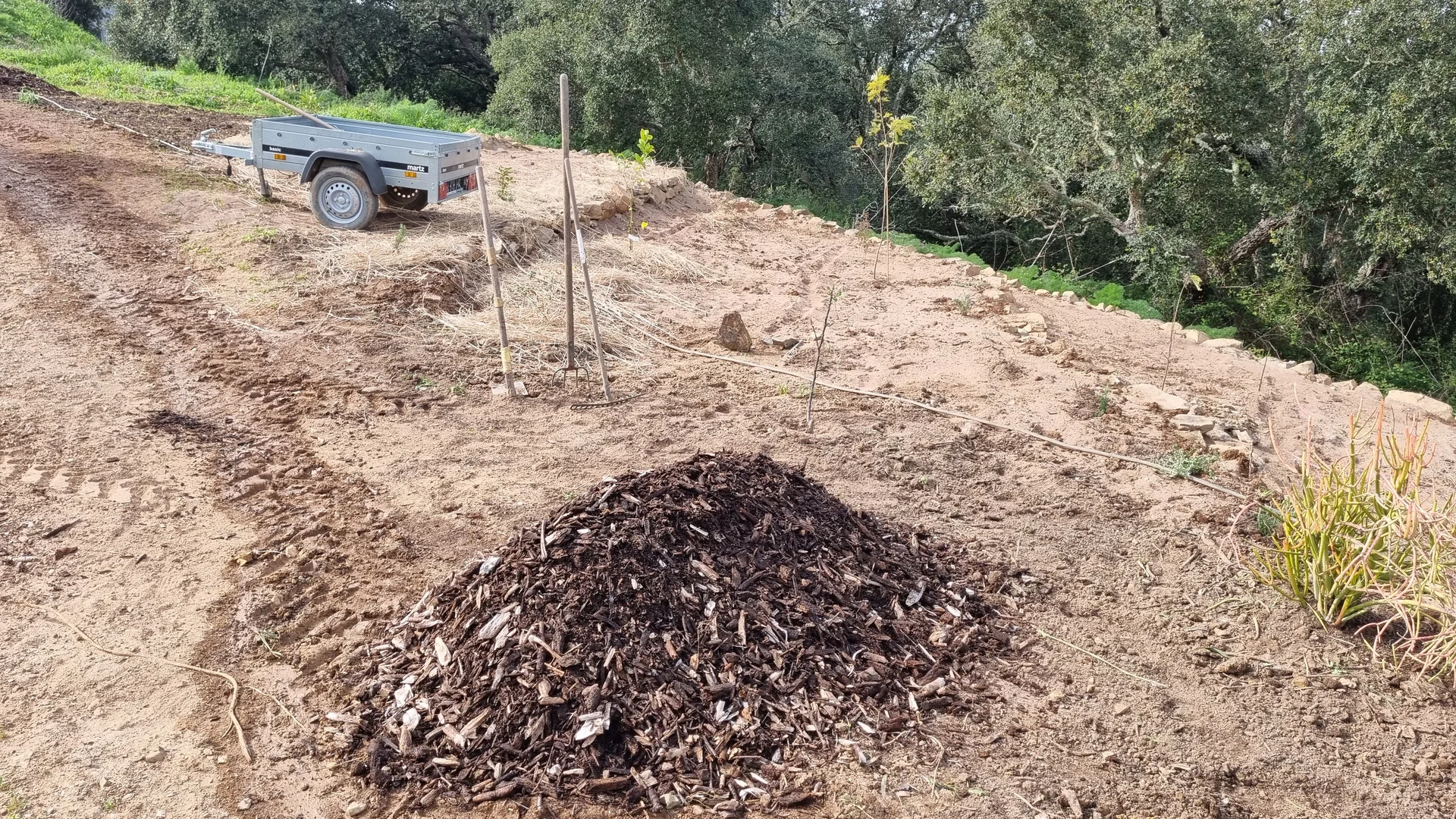 Woody biomass spread around young trees on the terrace