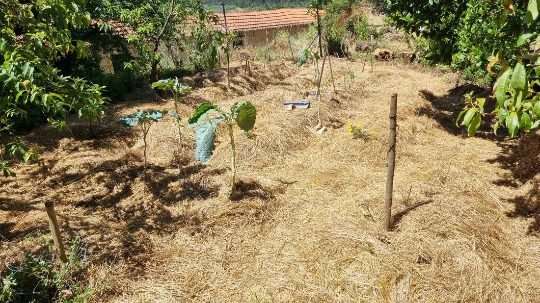 From bare, tired ground to a living abundance garden — real beds on real Mediterranean soil.